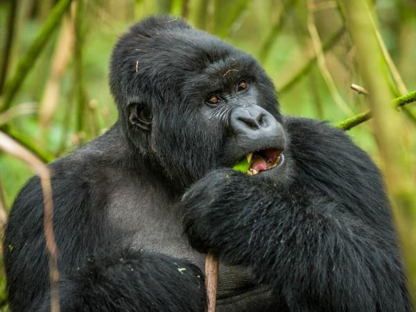 Gorilla tracking vacation in Rwanda