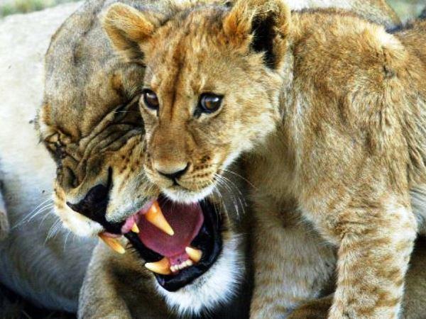 Botswana safari vacation on a shoestring