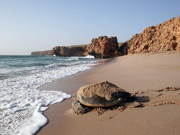 Oman vacation on a shoestring