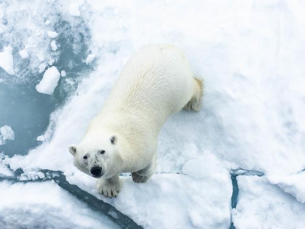 Arctic wildlife vacation, Polar bear explorer