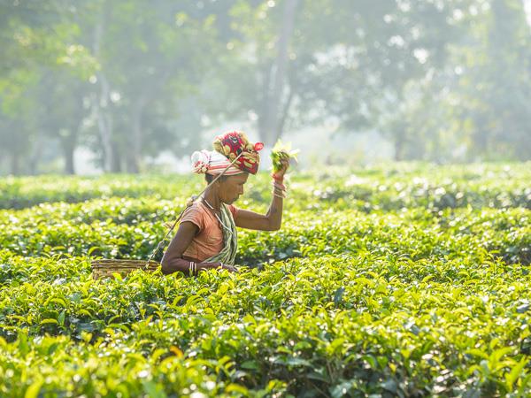 Assam and Nagaland photography tour, India