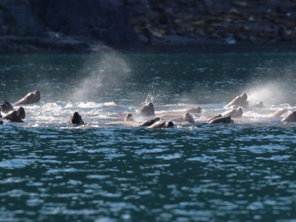 Sea of Okhotsk wildlife cruise, Russia