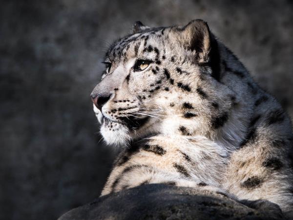 Snow leopard tracking in Ladakh, India