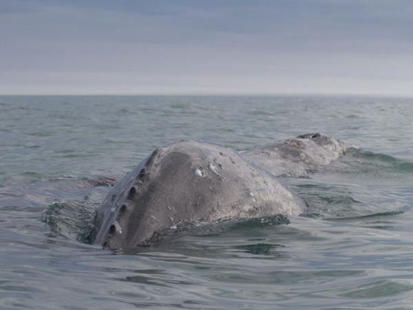 Kamchatka wildlife and bird watching cruise, Russia