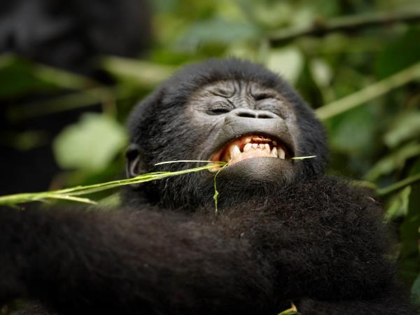 Gorilla safari in Uganda