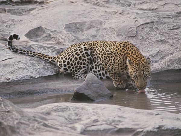 Zimbabwe authentic walking Safari