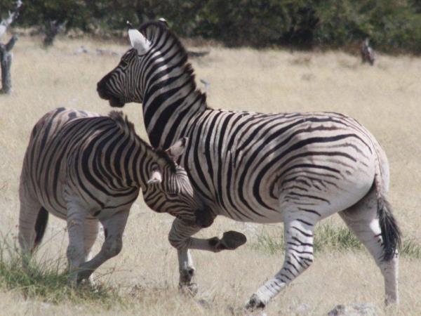Zimbabwe authentic walking Safari