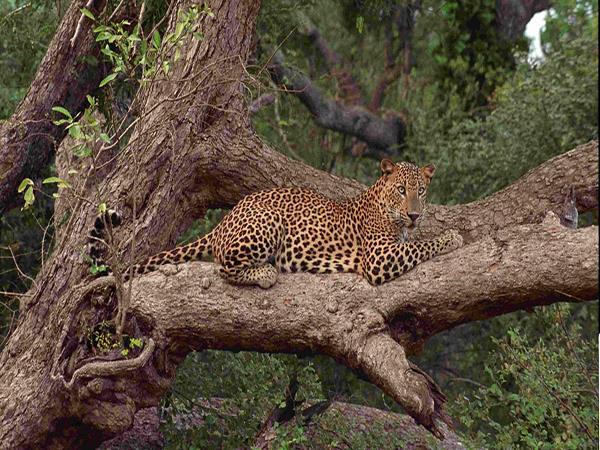 Sri Lanka vacation, wild escapes