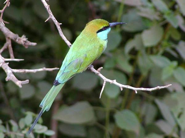 Sri Lanka vacation, wild escapes