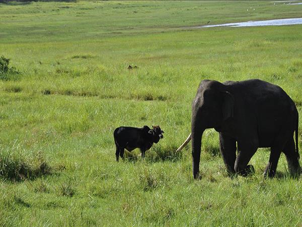 Sri Lanka vacation, wild escapes