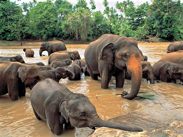 Sri Lanka vacation, wild escapes