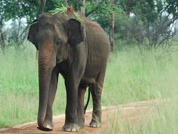 Sri Lanka highlights tour