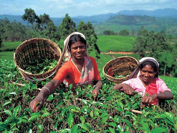 Sri Lanka highlights tour