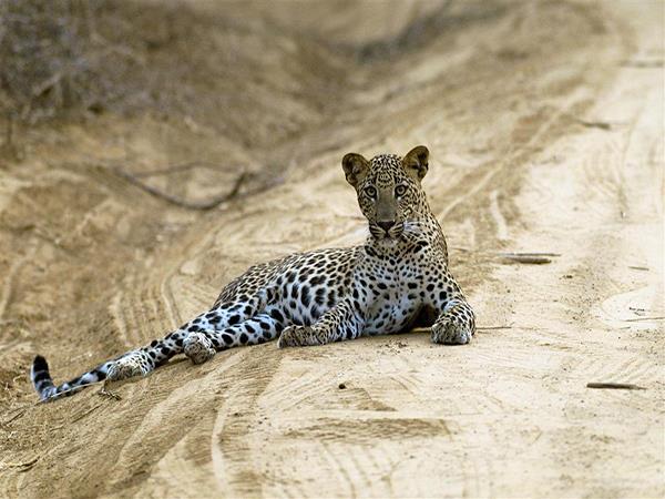 Sri Lanka highlights tour