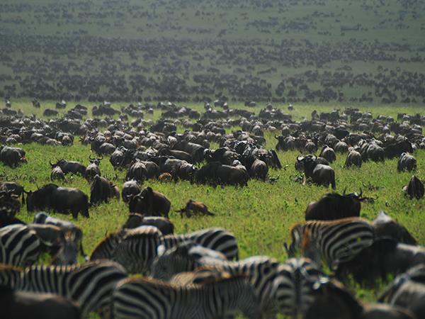 Tanzania  luxury safari