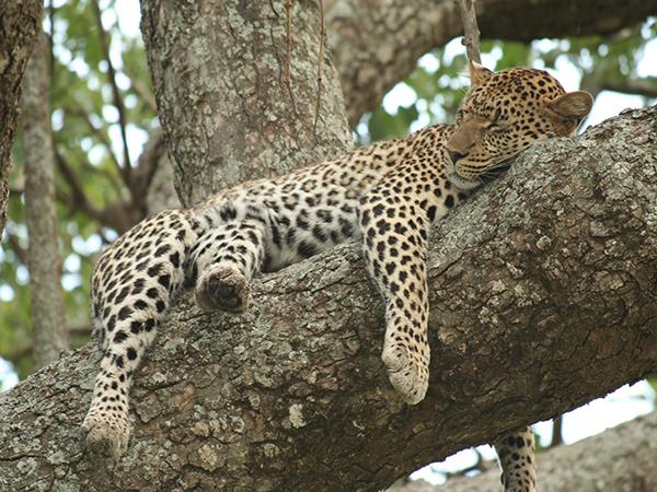 Tanzania  luxury safari