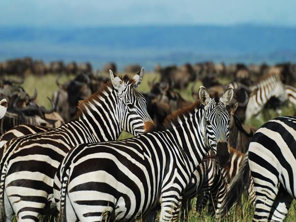 Tanzania  luxury safari