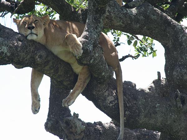 Tanzania family Safari