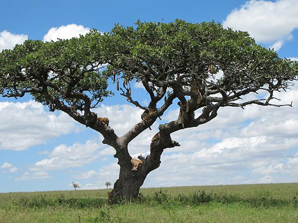Tanzania family Safari