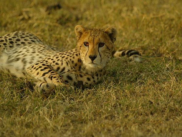 Tanzania family Safari
