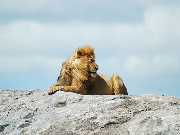 Tanzania family Safari