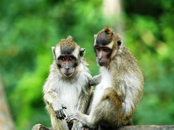 Sumatra 12 day tour, Indonesia