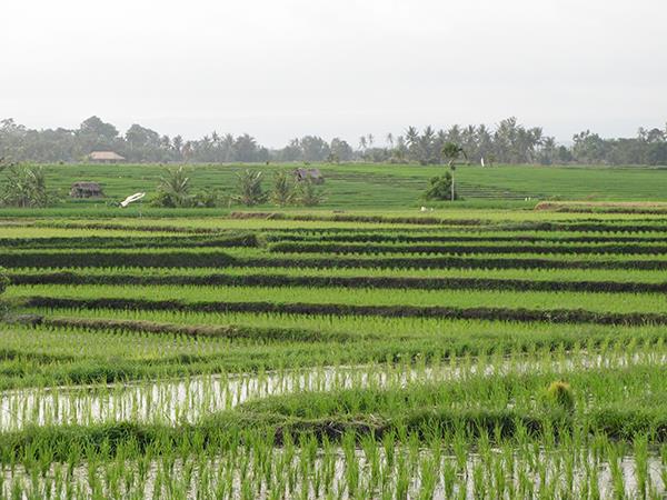 Island of Flores vacation, Indonesia