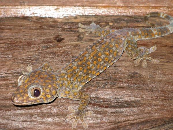 Camp Leakey and Tanjung Puting NP tour, 4 days