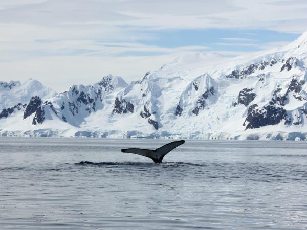 Antarctic Peninsula and Weddell Sea cruise