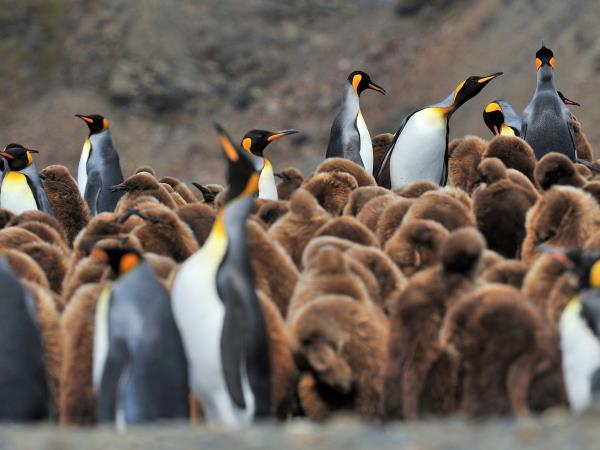 Antarctic Peninsula and Weddell Sea cruise