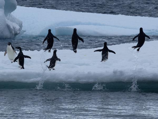 Antarctic Peninsula and Weddell Sea cruise