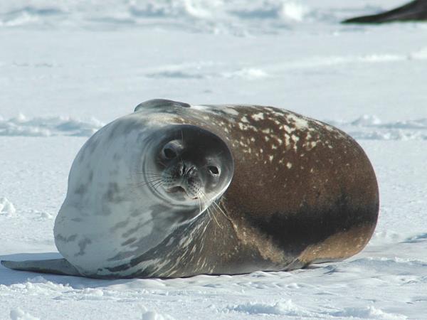 Antarctic Peninsula and Weddell Sea cruise