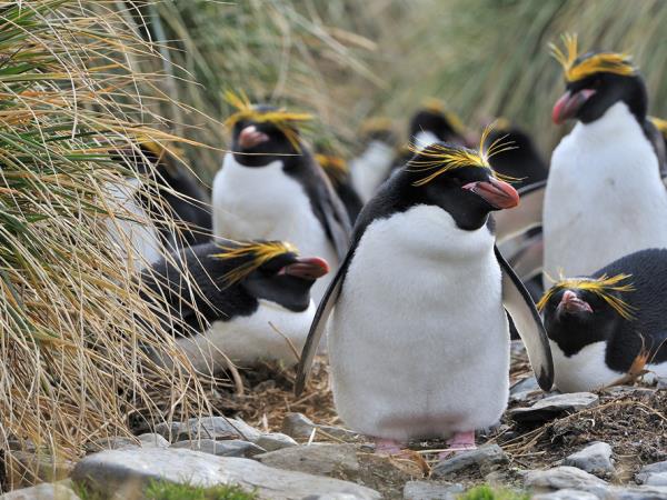 Antarctica small ship cruises