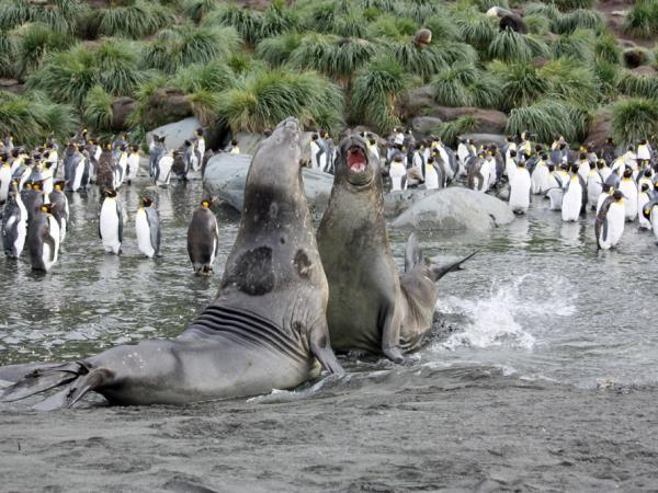 Antarctica small ship cruises