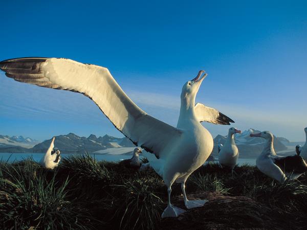 Antarctica small ship cruises