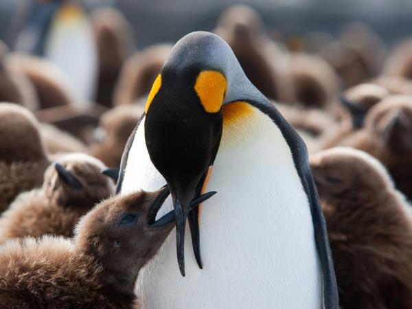 Antarctica semi-circumnavigation cruise