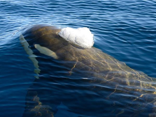 Antarctica semi-circumnavigation cruise