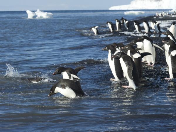 Antarctica semi-circumnavigation cruise