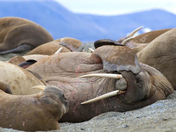 Baffin Island cruising expedition, Canada