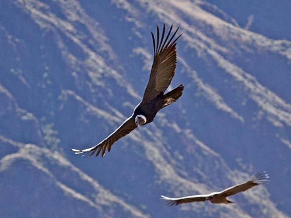 Peru tailor made vacation, highlights