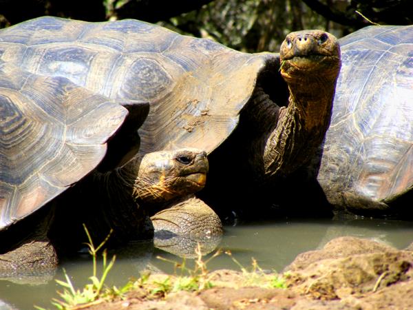 Galapagos tailor made vacation