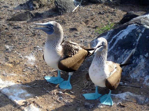 Galapagos tailor made vacation