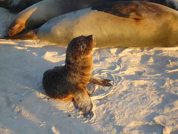 Galapagos 8 day cruise, Ecuador