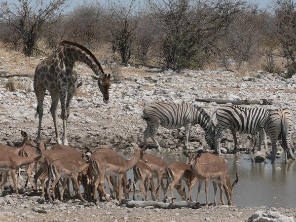 Namibia self drive safari