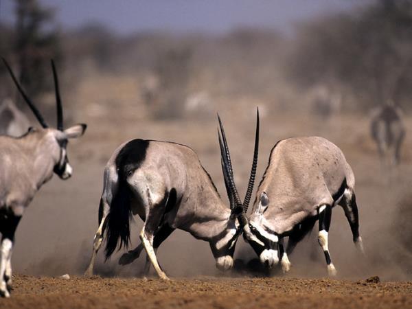 Namibia self drive safari