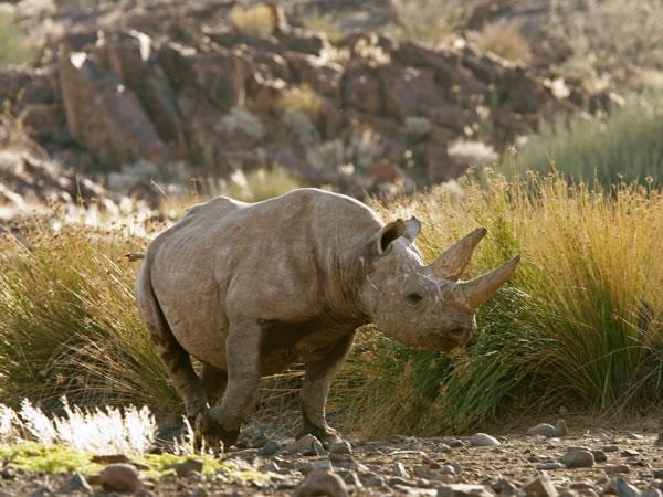 Namibia self drive safari