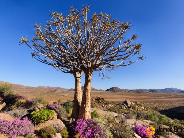 Spring wild flower vacation in Namaqualand, South Africa