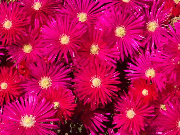 Spring wild flower vacation in Namaqualand, South Africa