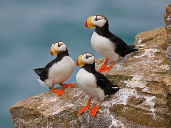 Kamchatka & the Commander Islands cruise
