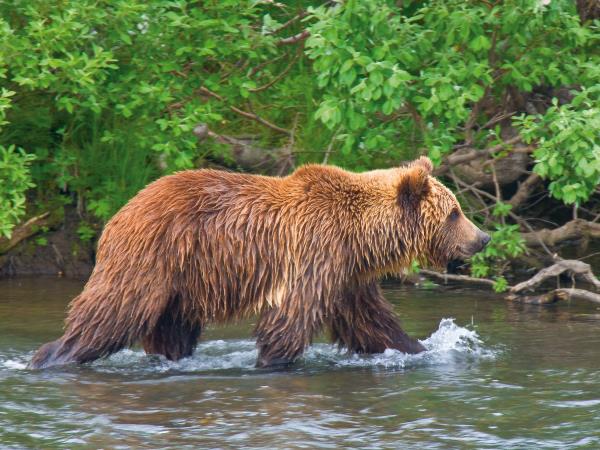 Kamchatka & the Commander Islands cruise